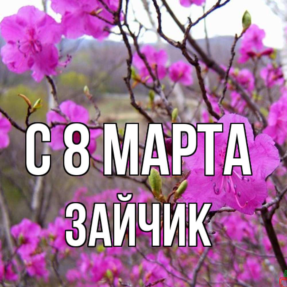 Открытка на каждый день с именем, зайчик C 8 МАРТА международный женский день Прикольная открытка с пожеланием онлайн скачать бесплатно 