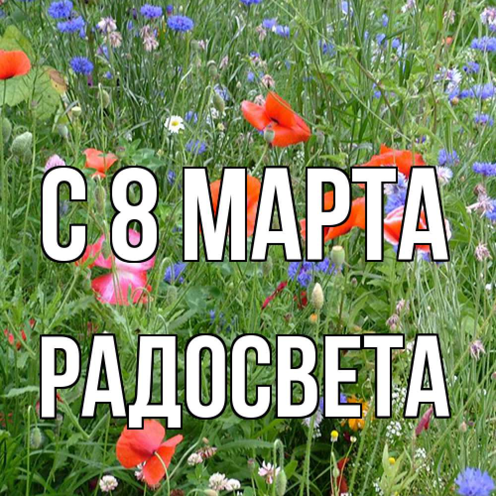 Открытка на каждый день с именем, Радосвета C 8 МАРТА международный женский день 4 Прикольная открытка с пожеланием онлайн скачать бесплатно 