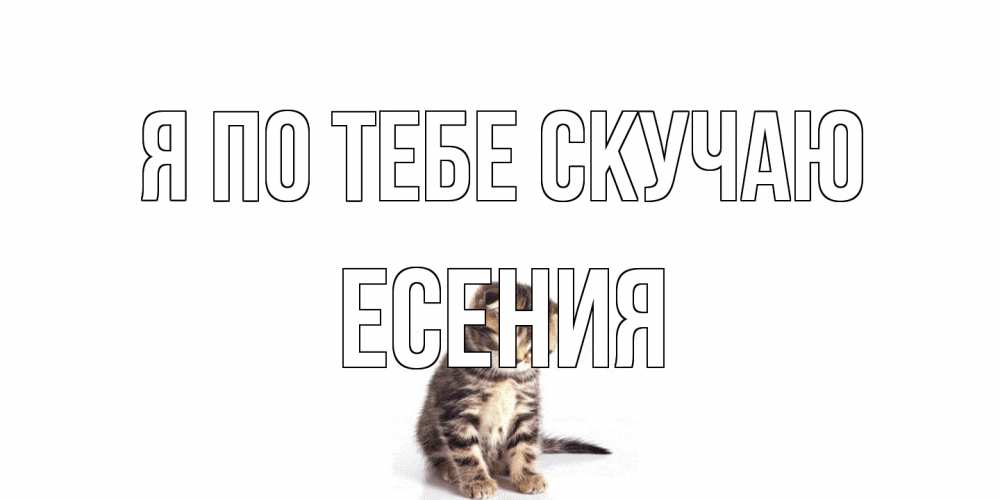 Открытка на каждый день с именем, Есения Я по тебе скучаю кот Прикольная открытка с пожеланием онлайн скачать бесплатно 