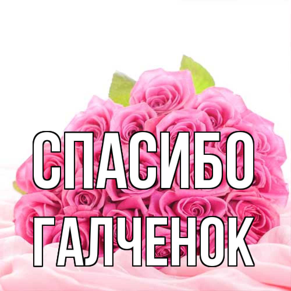Открытка на каждый день с именем, Галченок Спасибо розовые розы с подписью Прикольная открытка с пожеланием онлайн скачать бесплатно 