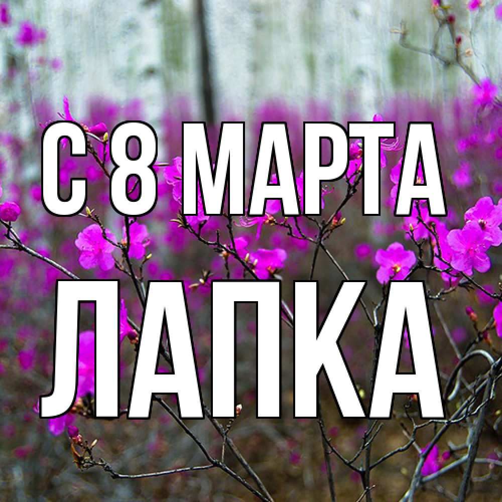Открытка на каждый день с именем, лапка C 8 МАРТА дикие цветы Прикольная открытка с пожеланием онлайн скачать бесплатно 