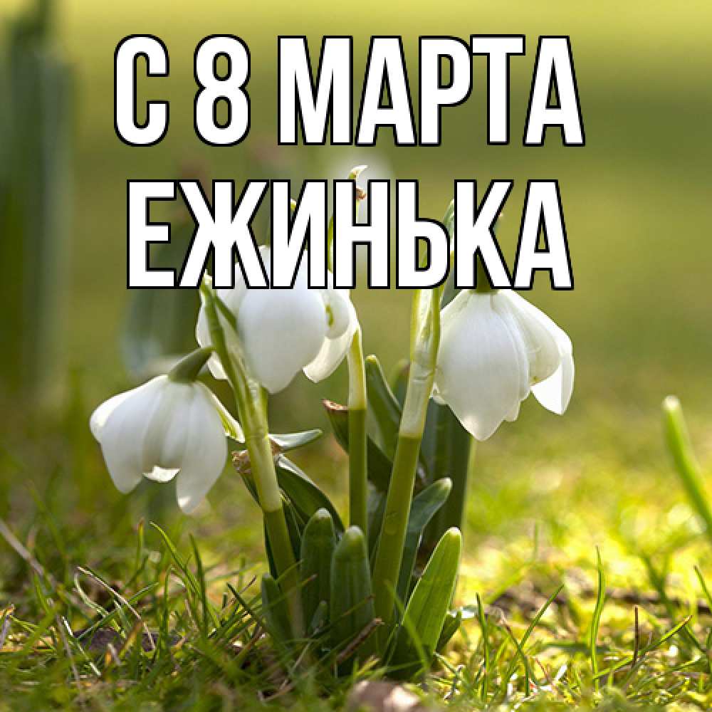 Открытка на каждый день с именем, ежинька C 8 МАРТА ранние цветы 2 Прикольная открытка с пожеланием онлайн скачать бесплатно 