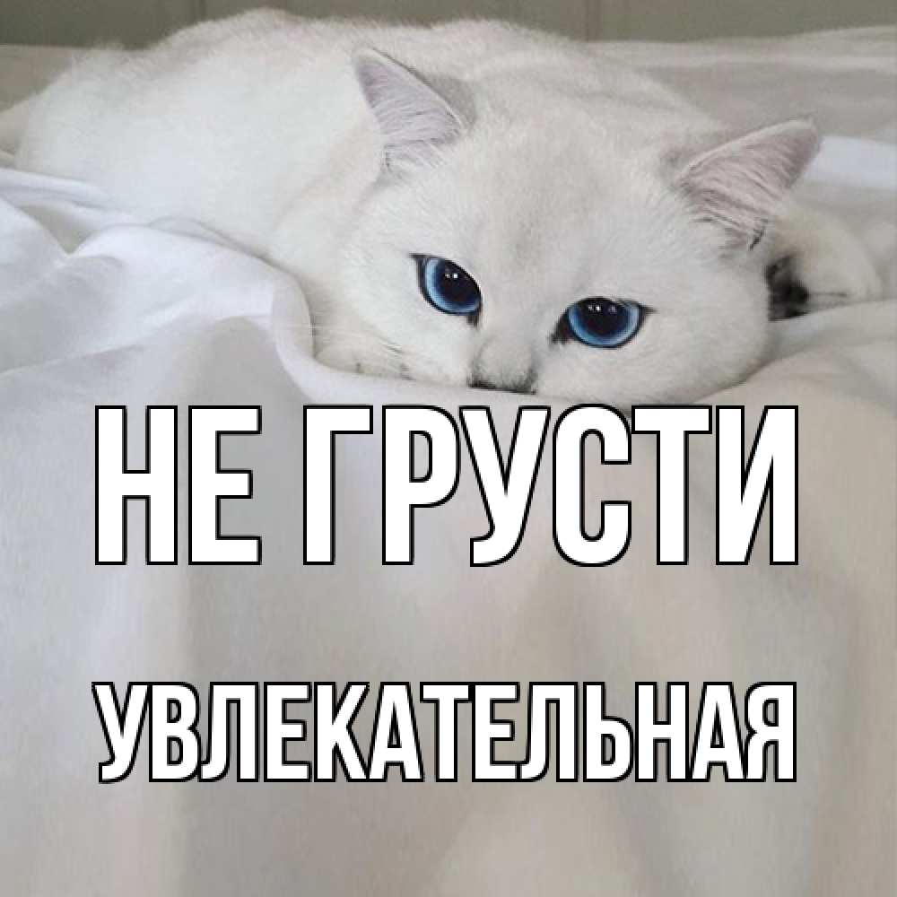 Открытка на каждый день с именем, Увлекательная Не грусти белый кот с голубыми глазами на белоснежной кровати Прикольная открытка с пожеланием онлайн скачать бесплатно 