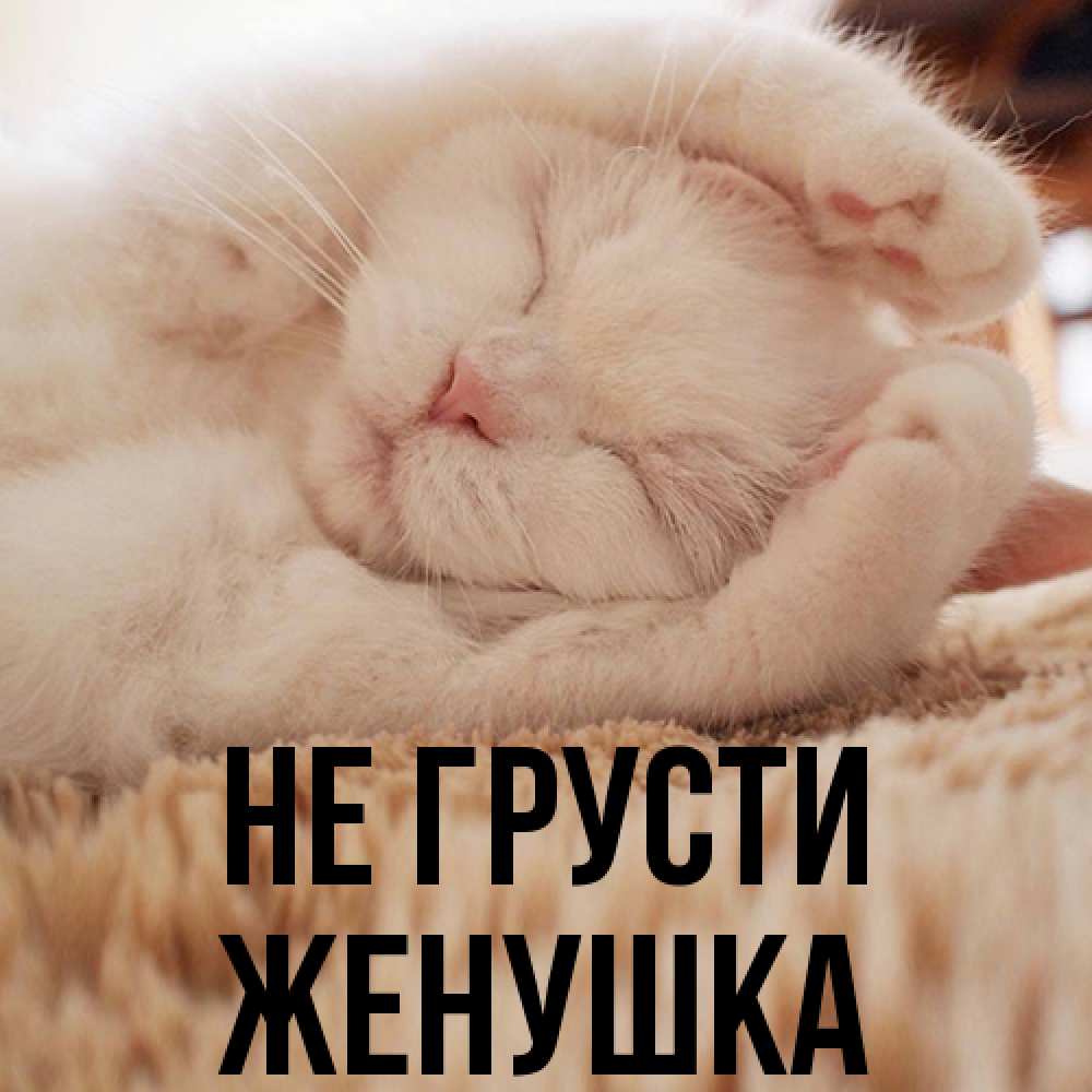 Открытка на каждый день с именем, женушка Не грусти Котенок спит Прикольная открытка с пожеланием онлайн скачать бесплатно 