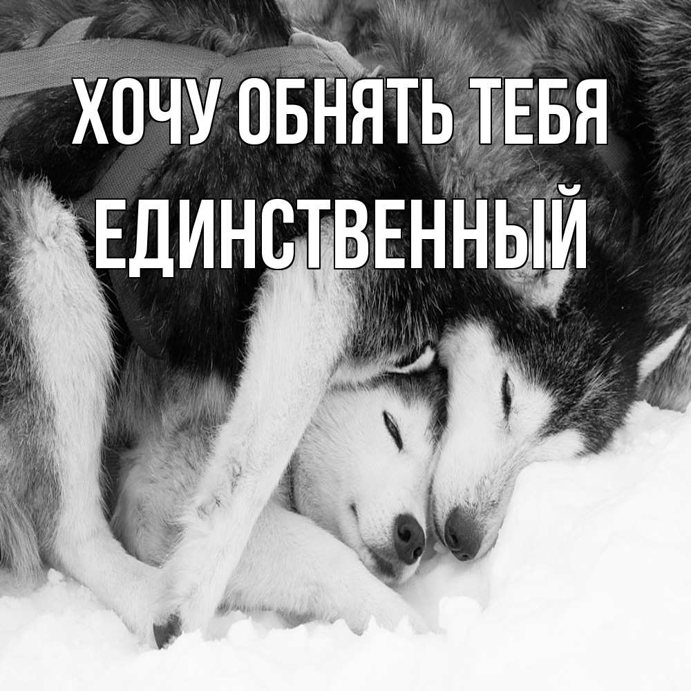 Открытка на каждый день с именем, Единственный Хочу обнять тебя собачки в упряжке Прикольная открытка с пожеланием онлайн скачать бесплатно 