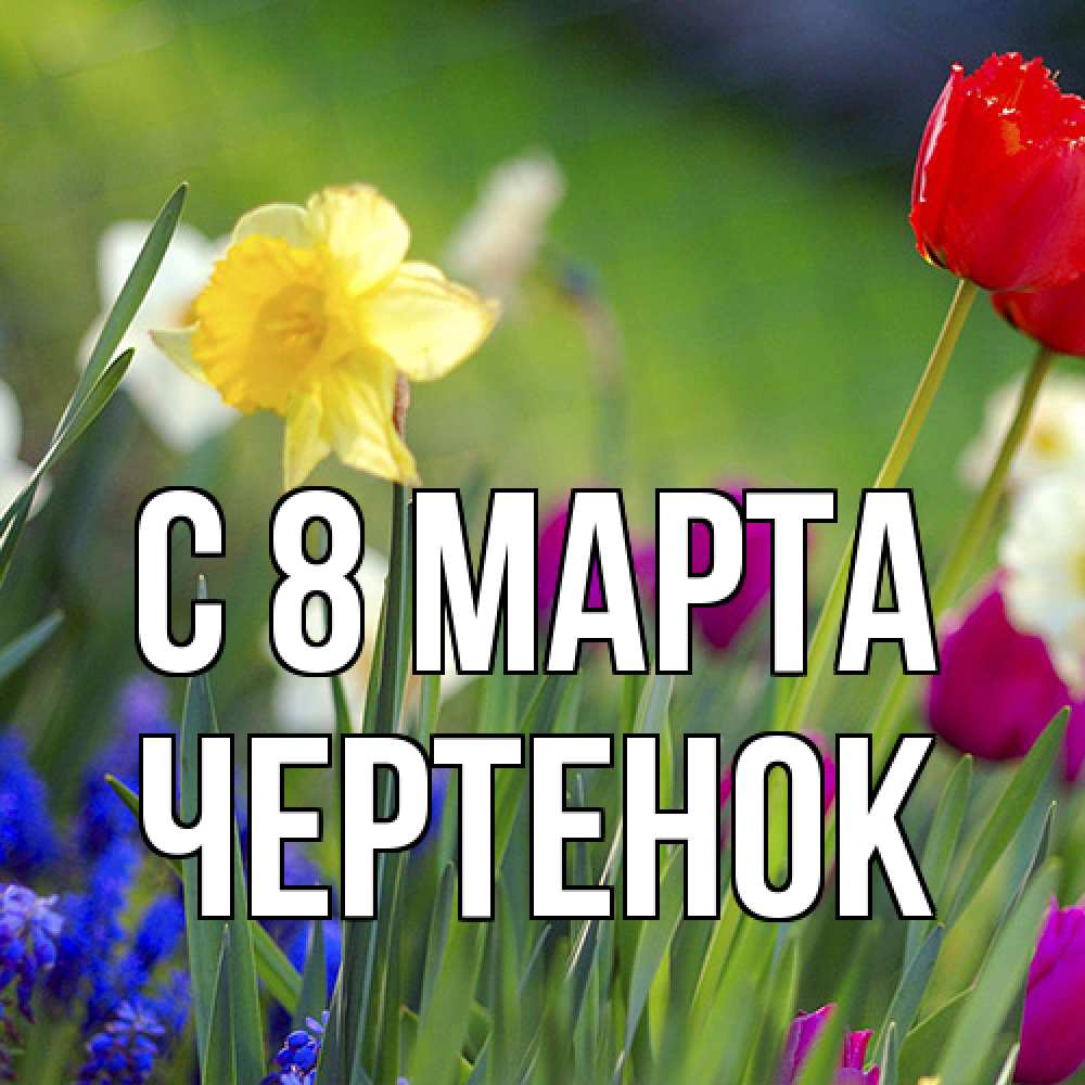Открытка на каждый день с именем, чеpтенок C 8 МАРТА международный женский день 3 Прикольная открытка с пожеланием онлайн скачать бесплатно 