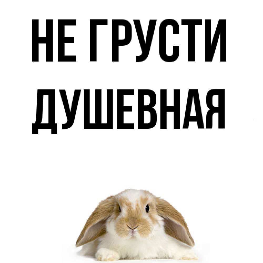 Открытка на каждый день с именем, Душевная Не грусти коричнево белый заяц с большими ушками Прикольная открытка с пожеланием онлайн скачать бесплатно 