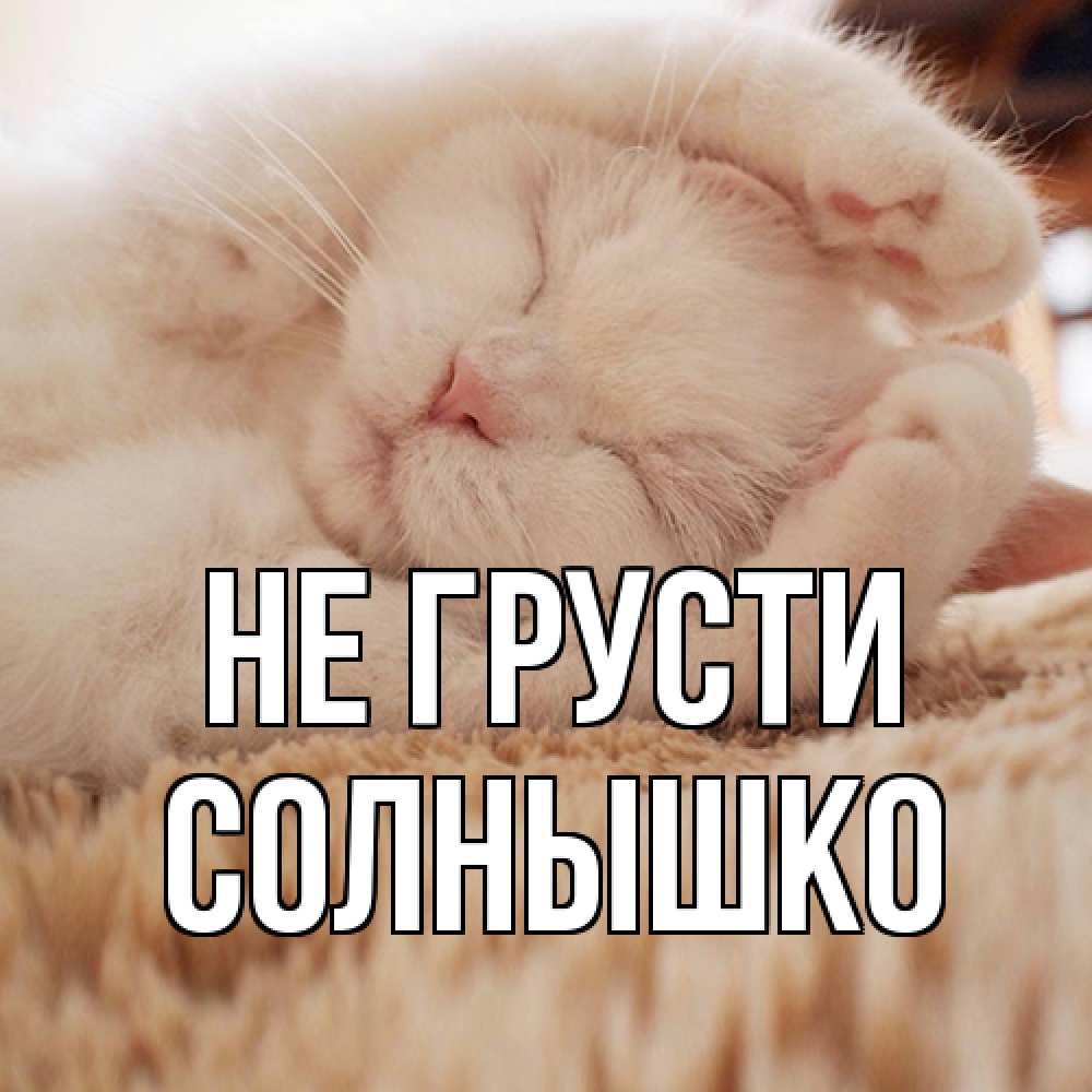 Открытка на каждый день с именем, Солнышко Не грусти белый кот Прикольная открытка с пожеланием онлайн скачать бесплатно 