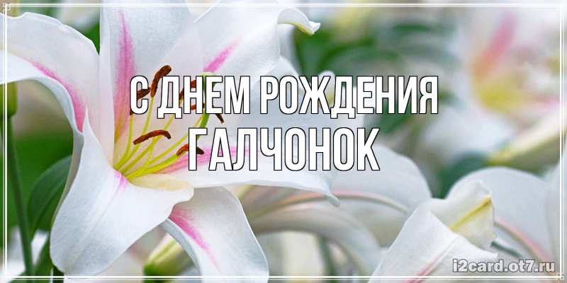 Картинка С днем рождения, галчонок