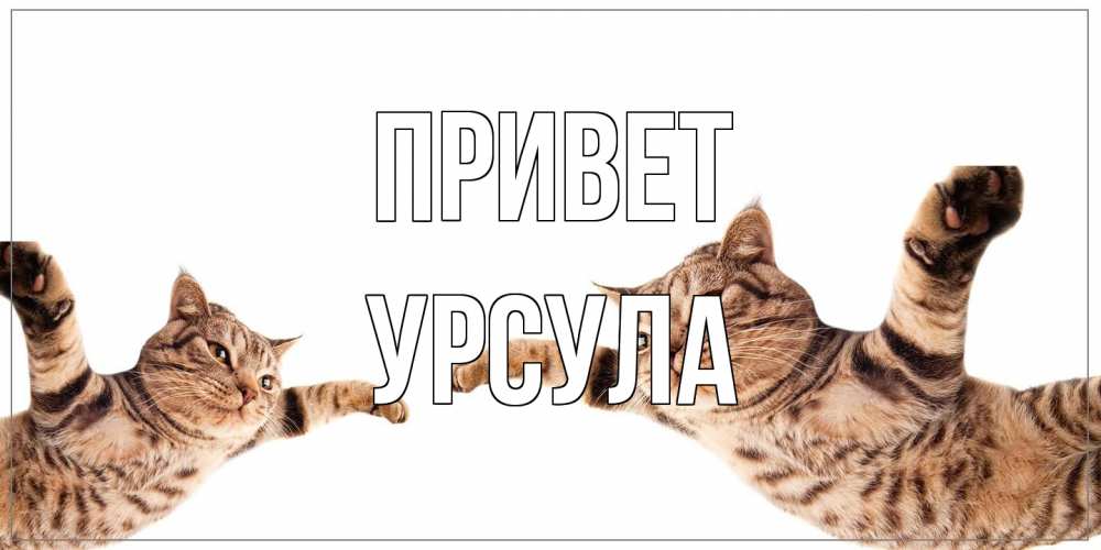 Открытка на каждый день с именем, Урсула Привет кот Прикольная открытка с пожеланием онлайн скачать бесплатно 