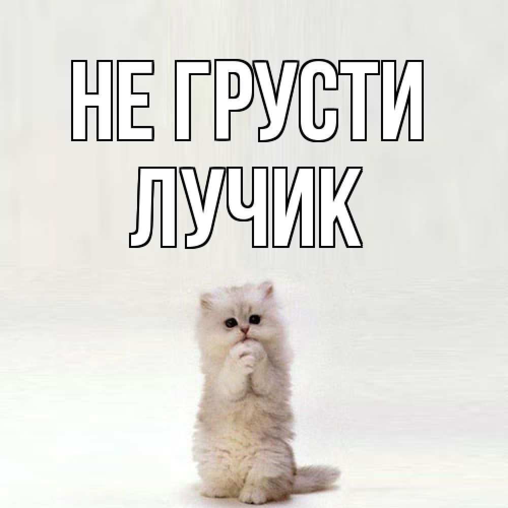 Открытка на каждый день с именем, Лучик Не грусти грустный кот Прикольная открытка с пожеланием онлайн скачать бесплатно 