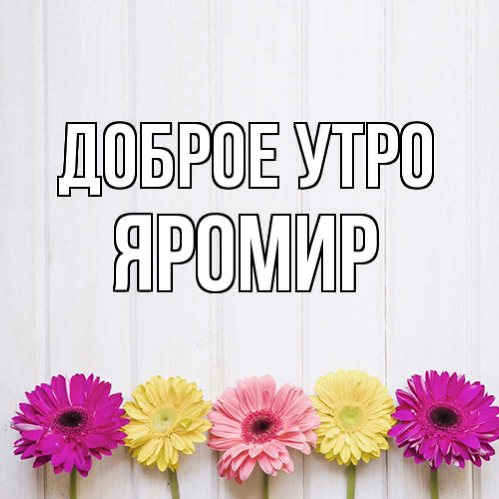 Открытка на каждый день с именем, Яромир Доброе утро красный желтый и розовый цветок Прикольная открытка с пожеланием онлайн скачать бесплатно 