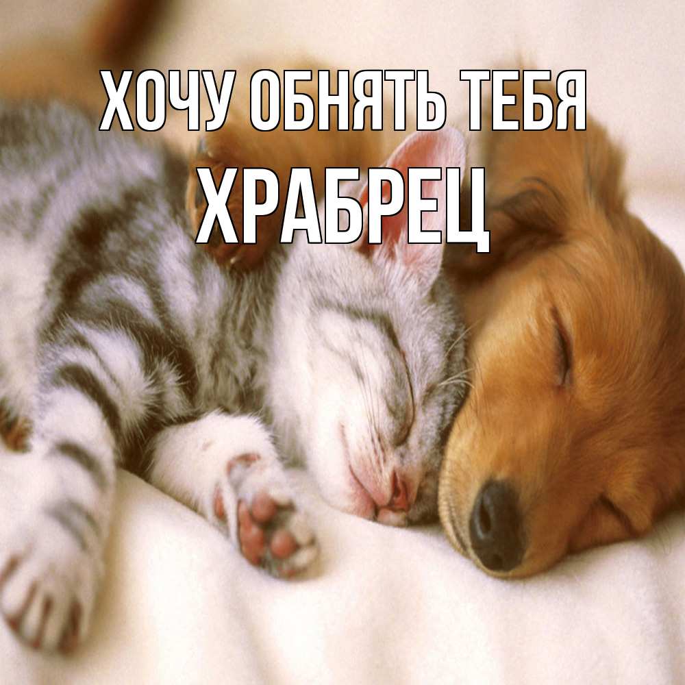 Открытка на каждый день с именем, Храбрец Хочу обнять тебя пес и котенок Прикольная открытка с пожеланием онлайн скачать бесплатно 
