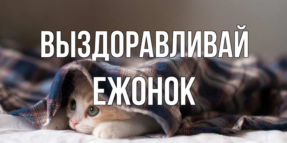 Открытка на каждый день с именем, Ежонок Выздоравливай не болейте с котиком Прикольная открытка с пожеланием онлайн скачать бесплатно 