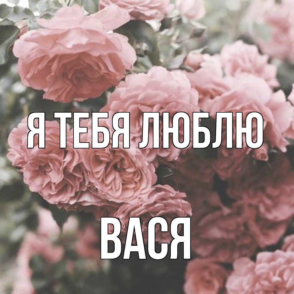 Открытка на каждый день с именем, Вася Я тебя люблю розы 3 Прикольная открытка с пожеланием онлайн скачать бесплатно 