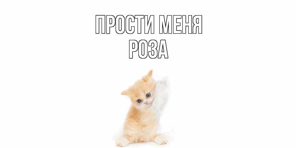 Открытка на каждый день с именем, Роза Прости меня кот Прикольная открытка с пожеланием онлайн скачать бесплатно 