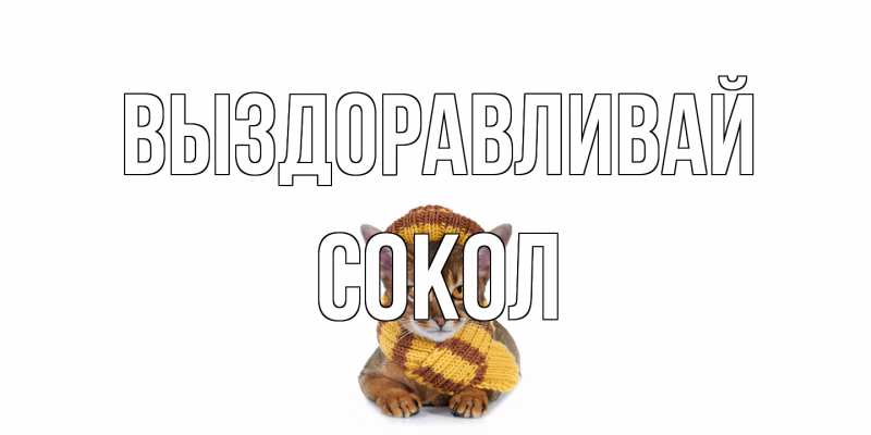 Картинка Выздоравливай, Сокол