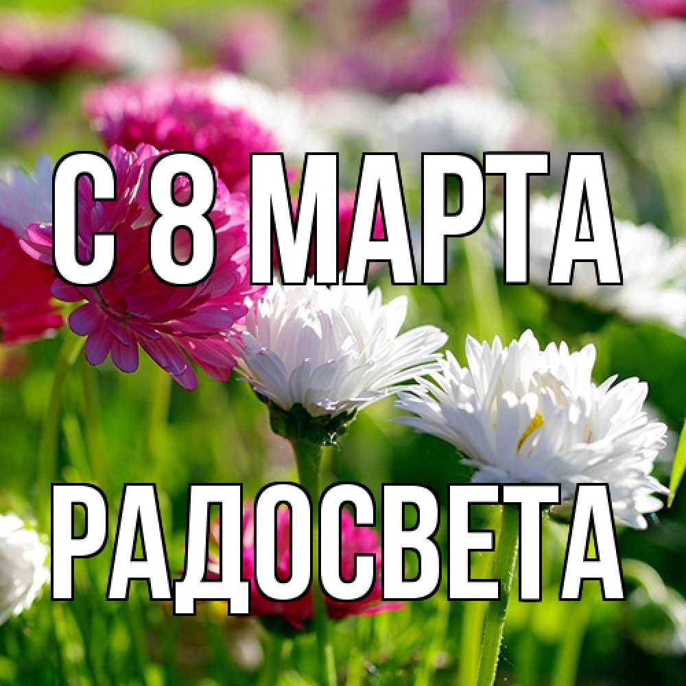 Открытка на каждый день с именем, Радосвета C 8 МАРТА международный женский день 1 Прикольная открытка с пожеланием онлайн скачать бесплатно 