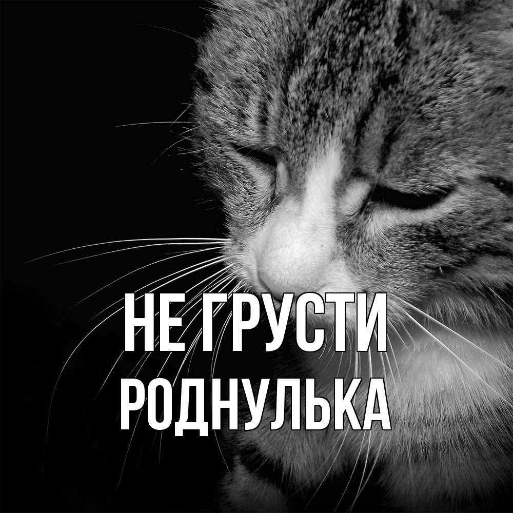 Открытка на каждый день с именем, Роднулька Не грусти грустный котик Прикольная открытка с пожеланием онлайн скачать бесплатно 