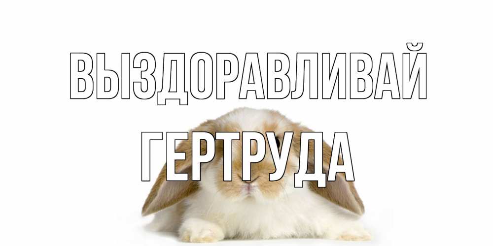 Открытка на каждый день с именем, Гертруда Выздоравливай вислоухий кролик белого и коричневого цвета Прикольная открытка с пожеланием онлайн скачать бесплатно 