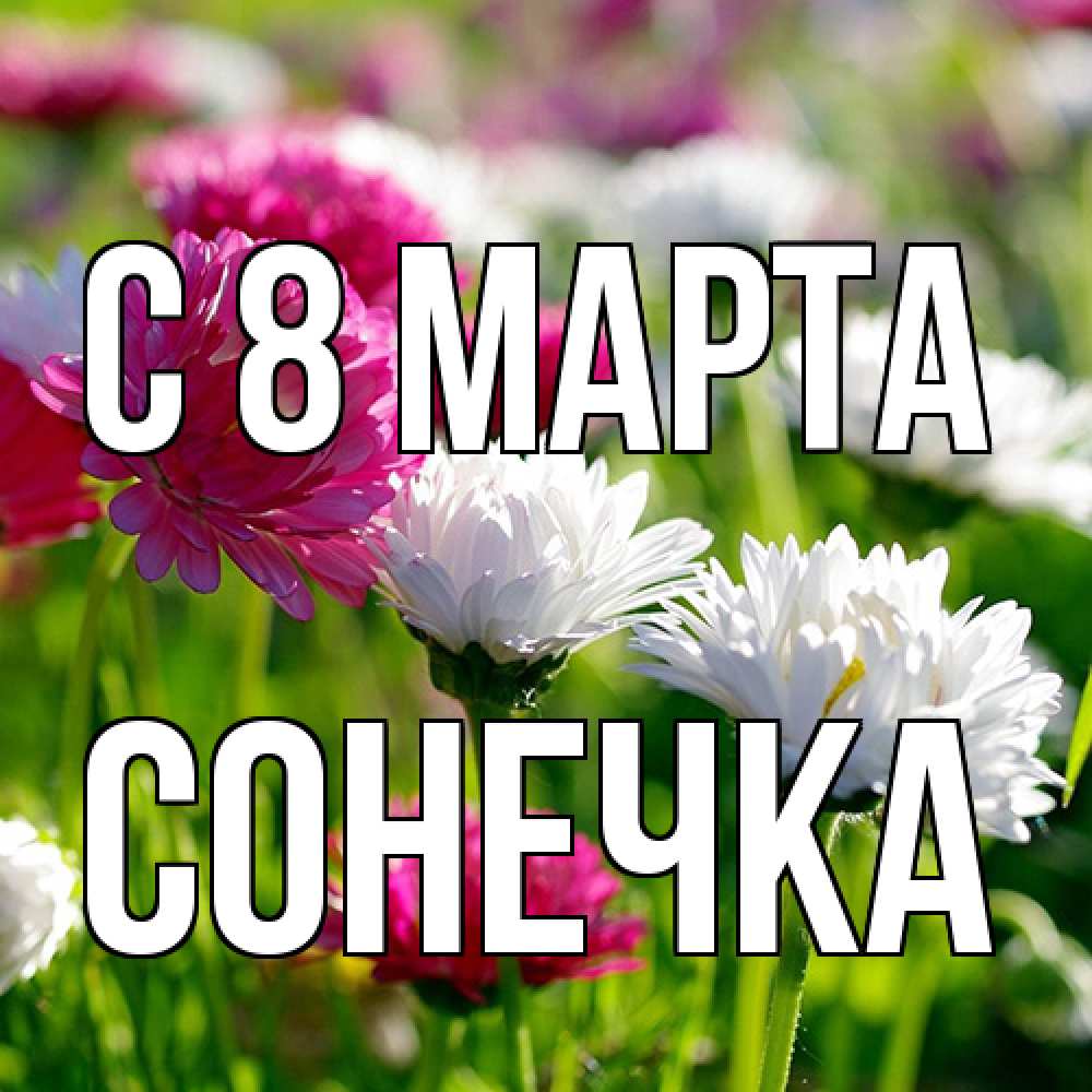 Открытка на каждый день с именем, Сонечка C 8 МАРТА международный женский день 1 Прикольная открытка с пожеланием онлайн скачать бесплатно 