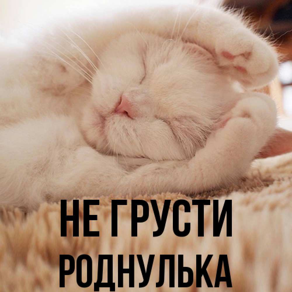 Открытка на каждый день с именем, Роднулька Не грусти Котенок спит Прикольная открытка с пожеланием онлайн скачать бесплатно 