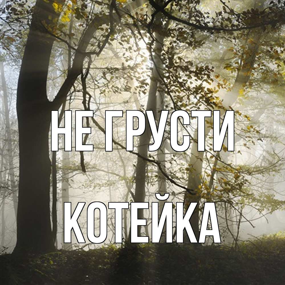 Открытка на каждый день с именем, Котейка Не грусти лес и свет Прикольная открытка с пожеланием онлайн скачать бесплатно 