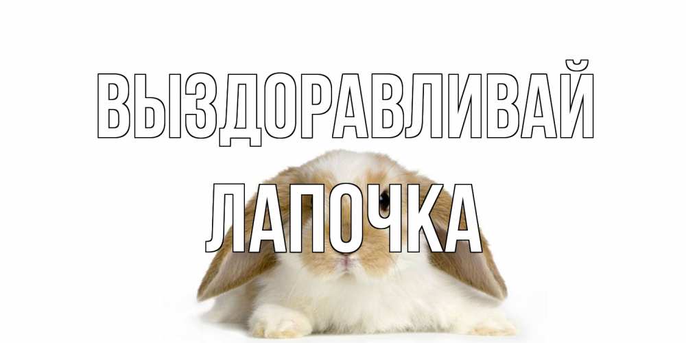 Открытка на каждый день с именем, лапочка Выздоравливай вислоухий кролик белого и коричневого цвета Прикольная открытка с пожеланием онлайн скачать бесплатно 