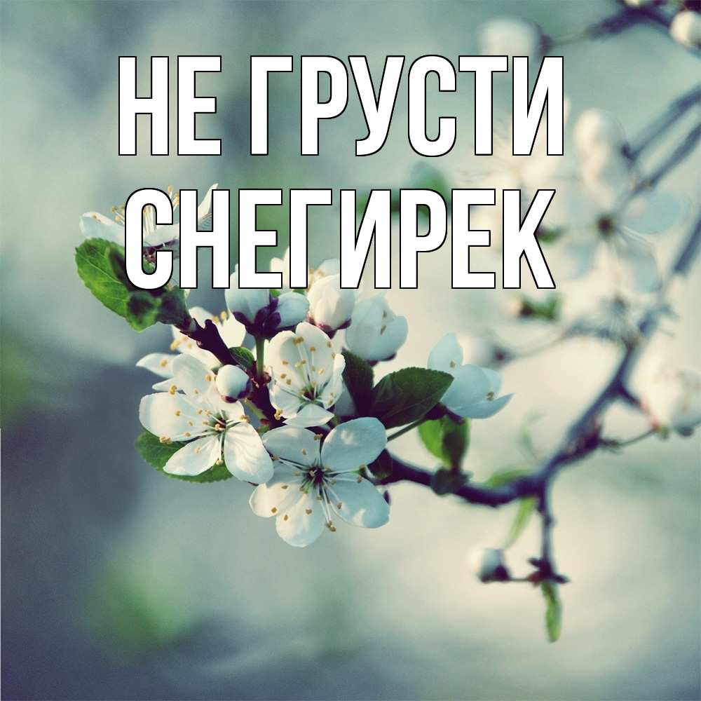 Открытка на каждый день с именем, снегирек Не грусти яблоня в цвету 1 Прикольная открытка с пожеланием онлайн скачать бесплатно 