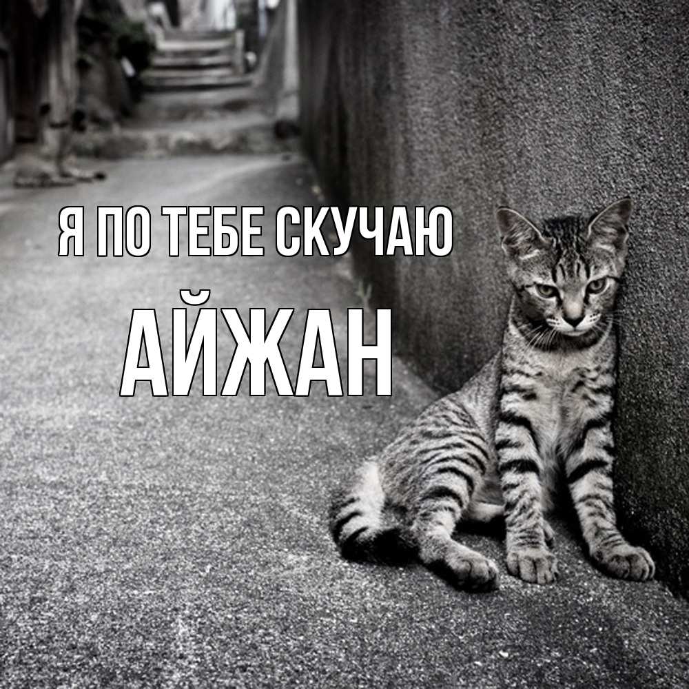 Открытка на каждый день с именем, Айжан Я по тебе скучаю одиноко котику Прикольная открытка с пожеланием онлайн скачать бесплатно 