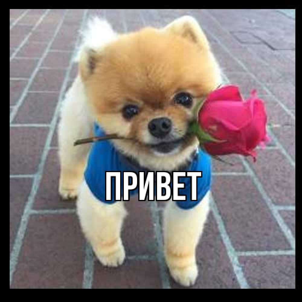Открытка на каждый день с именем, выберите-имя Привет роза в зубах у собаки Прикольная открытка с пожеланием онлайн скачать бесплатно 