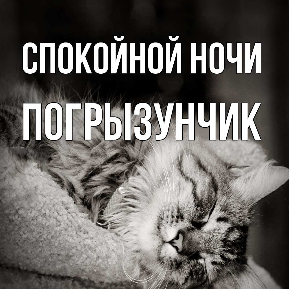 Открытка на каждый день с именем, Погрызунчик Спокойной ночи котярик пушистый Прикольная открытка с пожеланием онлайн скачать бесплатно 