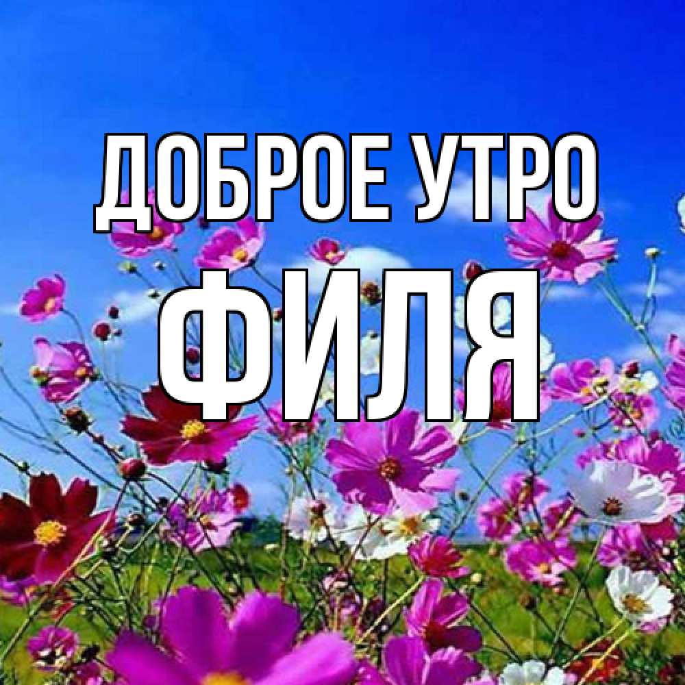 Открытка на каждый день с именем, Филя Доброе утро сиреневые цветы Прикольная открытка с пожеланием онлайн скачать бесплатно 