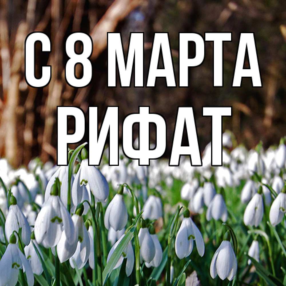 Открытка на каждый день с именем, Рифат C 8 МАРТА с подснежниками 1 Прикольная открытка с пожеланием онлайн скачать бесплатно 