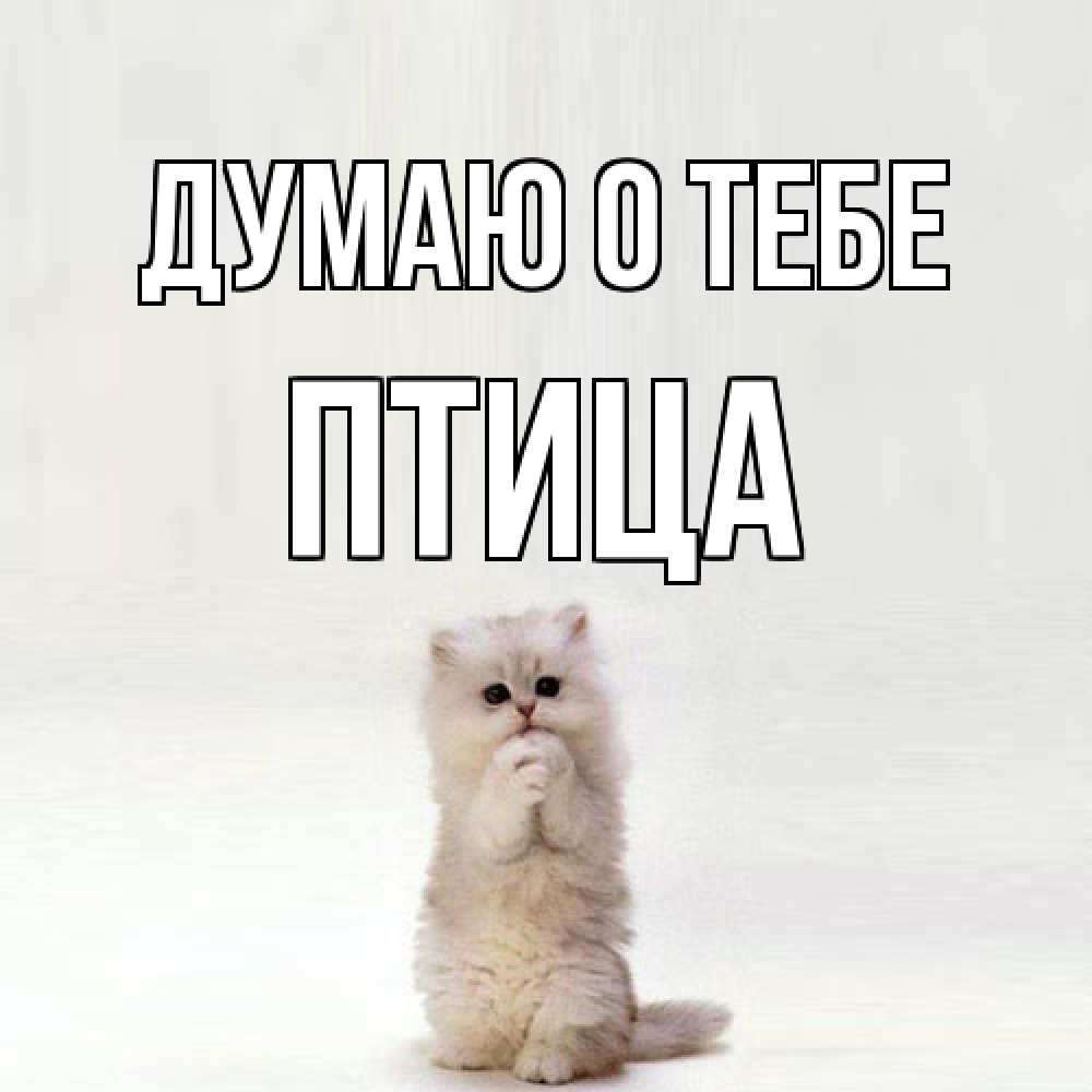 Открытка на каждый день с именем, Птица Думаю о тебе кот стоит на задних лапах Прикольная открытка с пожеланием онлайн скачать бесплатно 
