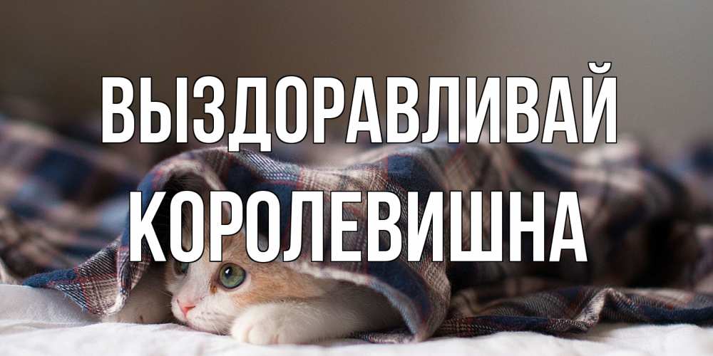 Открытка на каждый день с именем, Королевишна Выздоравливай не болейте с котиком Прикольная открытка с пожеланием онлайн скачать бесплатно 
