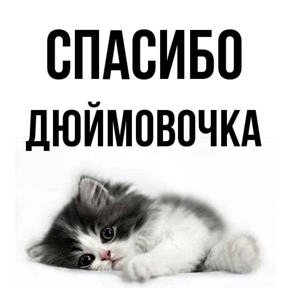 Открытка на каждый день с именем, Дюймовочка Спасибо черный и белый кот Прикольная открытка с пожеланием онлайн скачать бесплатно 