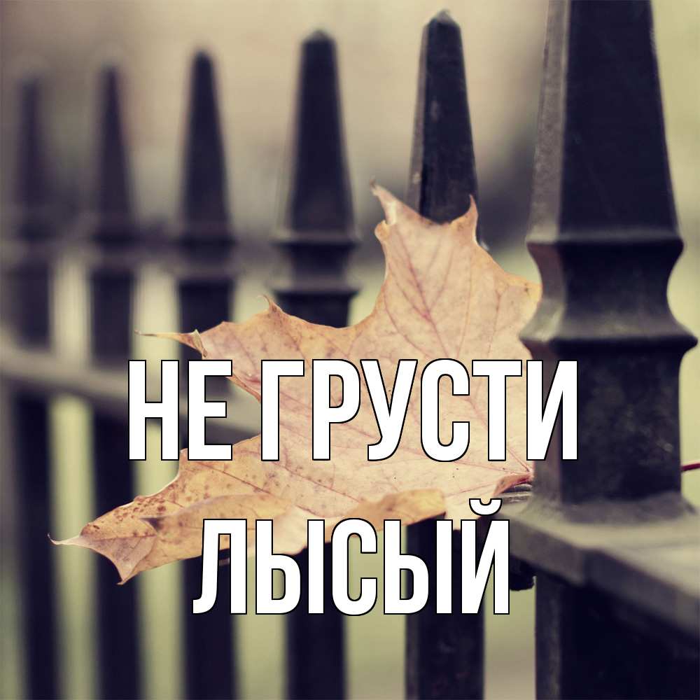 Открытка на каждый день с именем, Лысый Не грусти лист клена Прикольная открытка с пожеланием онлайн скачать бесплатно 