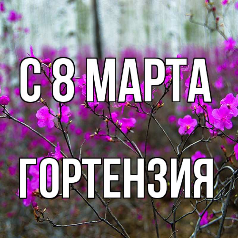 Картинка C 8 МАРТА, Гортензия