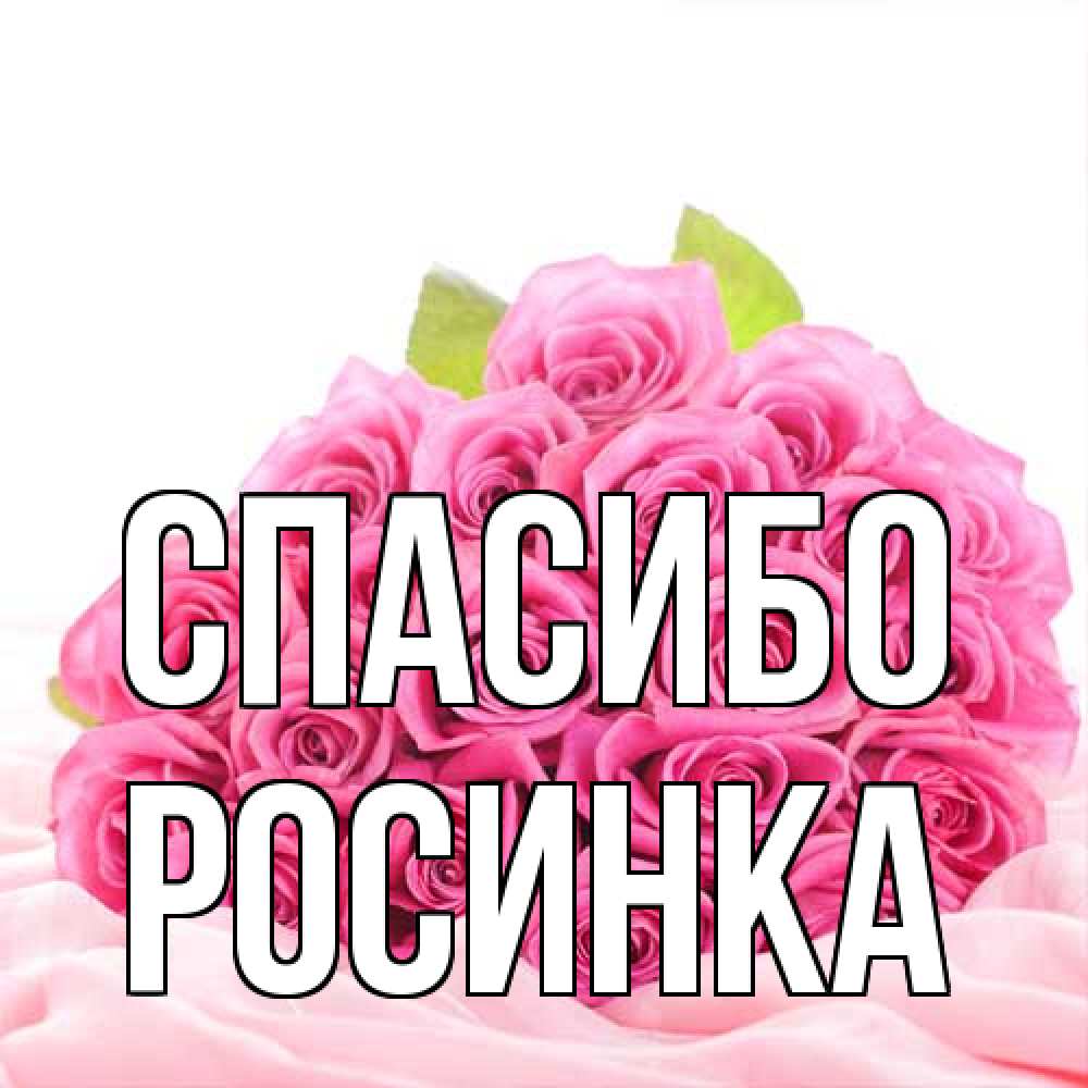 Открытка на каждый день с именем, Росинка Спасибо розовые розы с подписью Прикольная открытка с пожеланием онлайн скачать бесплатно 