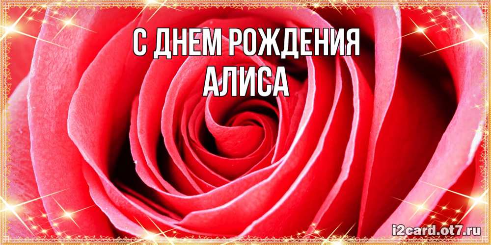 Открытка на каждый день с именем, Алиса С днем рождения розовая роза очень крупный бутон Прикольная открытка с пожеланием онлайн скачать бесплатно 