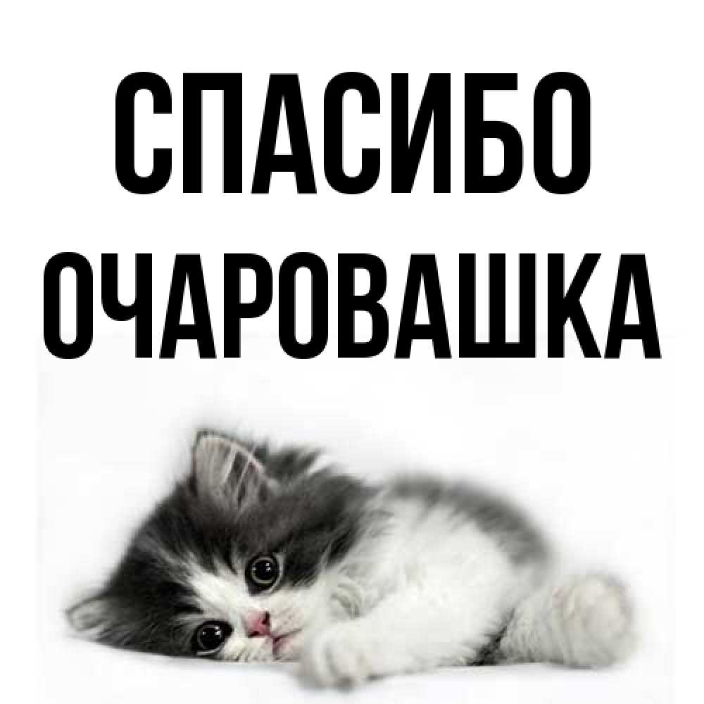 Открытка на каждый день с именем, Очаровашка Спасибо черный и белый кот Прикольная открытка с пожеланием онлайн скачать бесплатно 