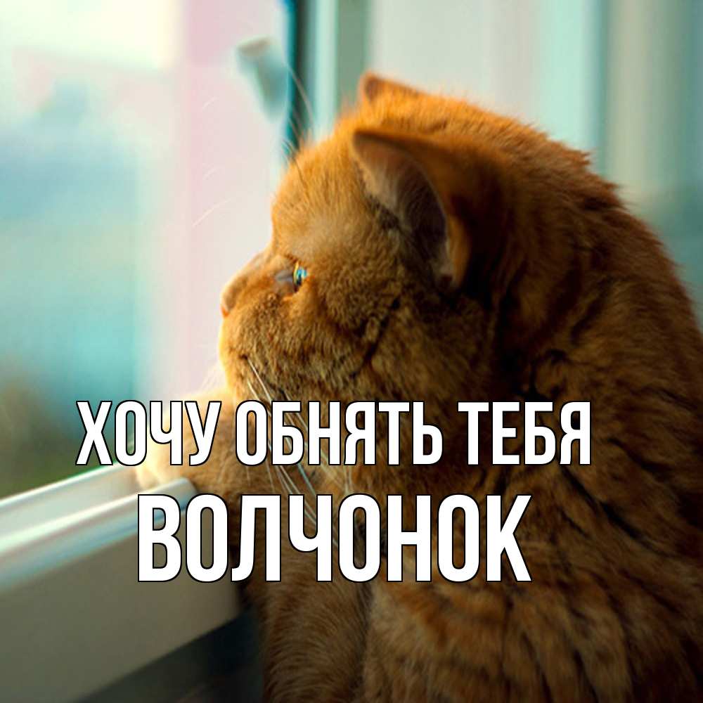 Открытка на каждый день с именем, Волчонок Хочу обнять тебя большой огромный рыжий котяра Прикольная открытка с пожеланием онлайн скачать бесплатно 