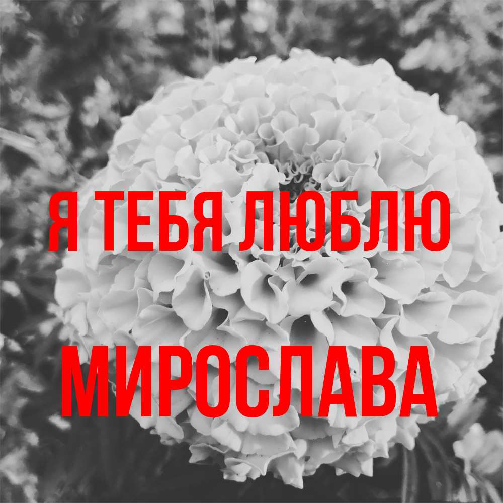Открытка на каждый день с именем, Мирослава Я тебя люблю подпись Прикольная открытка с пожеланием онлайн скачать бесплатно 