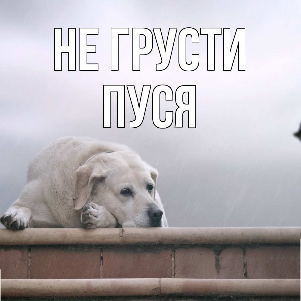Открытка на каждый день с именем, Пуся Не грусти белый пес 1 Прикольная открытка с пожеланием онлайн скачать бесплатно 