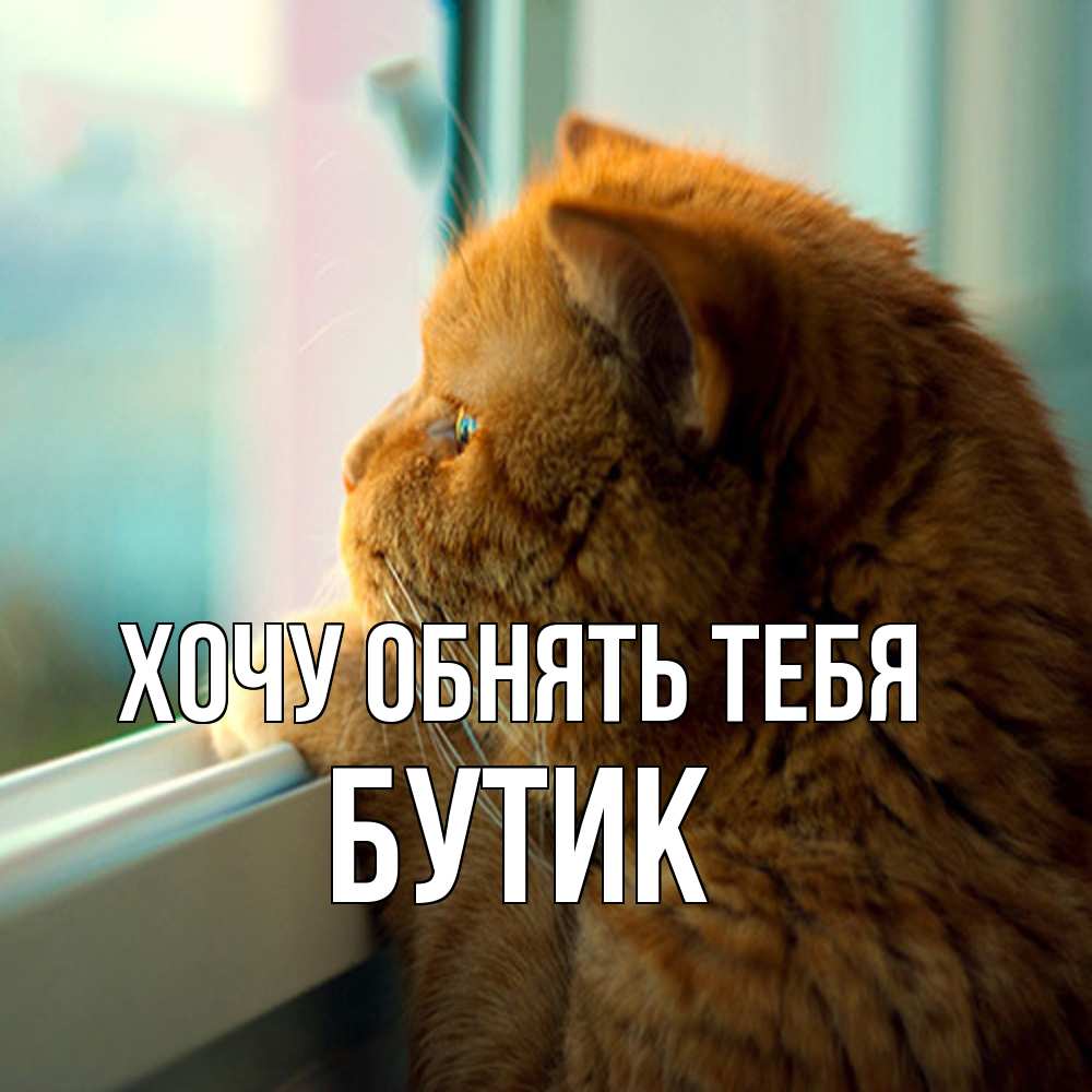 Открытка на каждый день с именем, Бутик Хочу обнять тебя большой огромный рыжий котяра Прикольная открытка с пожеланием онлайн скачать бесплатно 