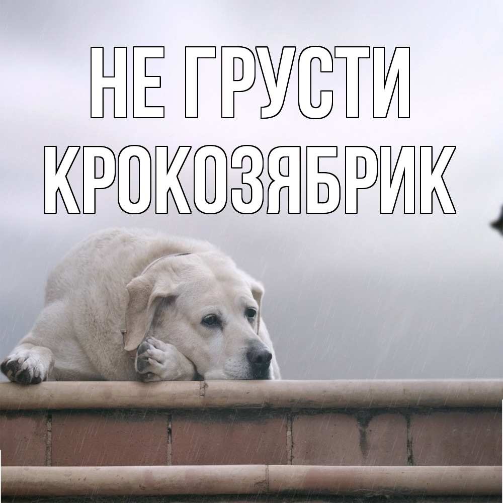 Открытка на каждый день с именем, крокозябрик Не грусти белый пес 1 Прикольная открытка с пожеланием онлайн скачать бесплатно 
