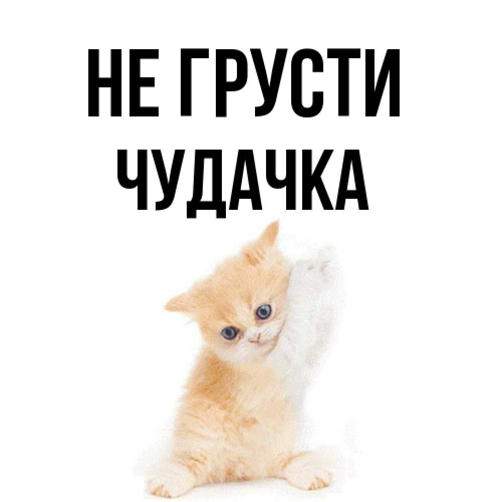 Открытка на каждый день с именем, Чудачка Не грусти просящий кот Прикольная открытка с пожеланием онлайн скачать бесплатно 