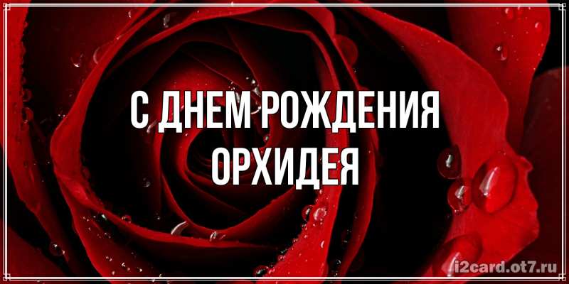 Картинка С днем рождения, Орхидея