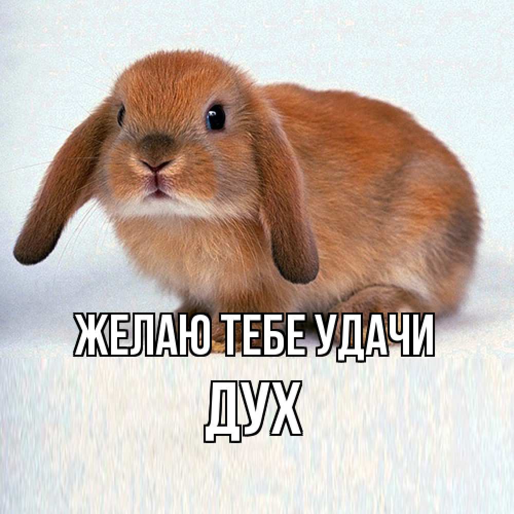Открытка на каждый день с именем, Дух Желаю тебе удачи вставить текст в открытку по выбору Прикольная открытка с пожеланием онлайн скачать бесплатно 